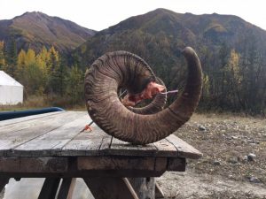 45 Inch Dalls Sheep taken by Matt Brown Guide Sterling Whitaker