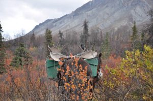 Alaska Wrangell Mountains Hunting