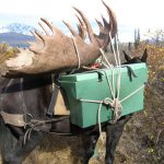 Alaska Moose Hunt Pack