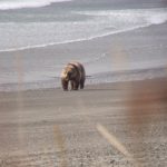 Alaska Peninsula Bear on Beach
