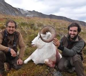 Dall Sheep Hunt - Alaska Outfitters Unlimited