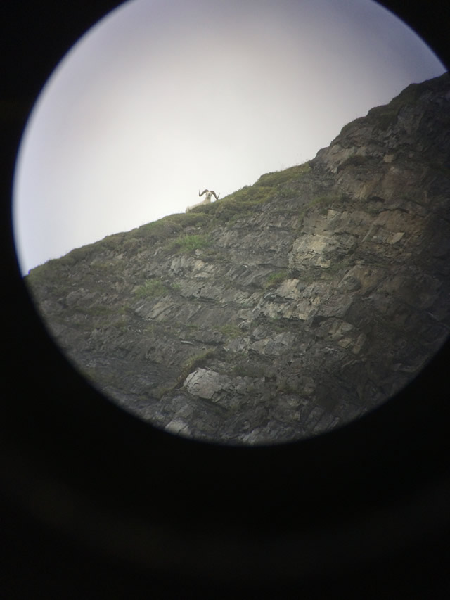 Spotting Sheep in Alaska