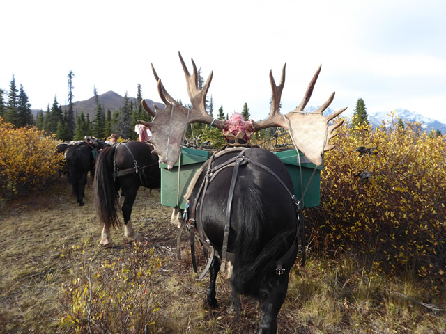 Alaska Hunt on Horseback