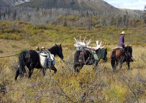 horse_assisted_moose_hunt